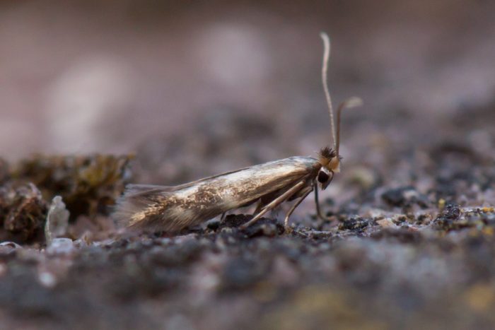 14.002 BF266 - Bucculatricidae - Bucculatrix nigricomella