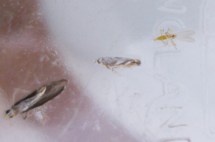 14.007 BF271 - Bucculatricidae - Bucculatrix albedinella