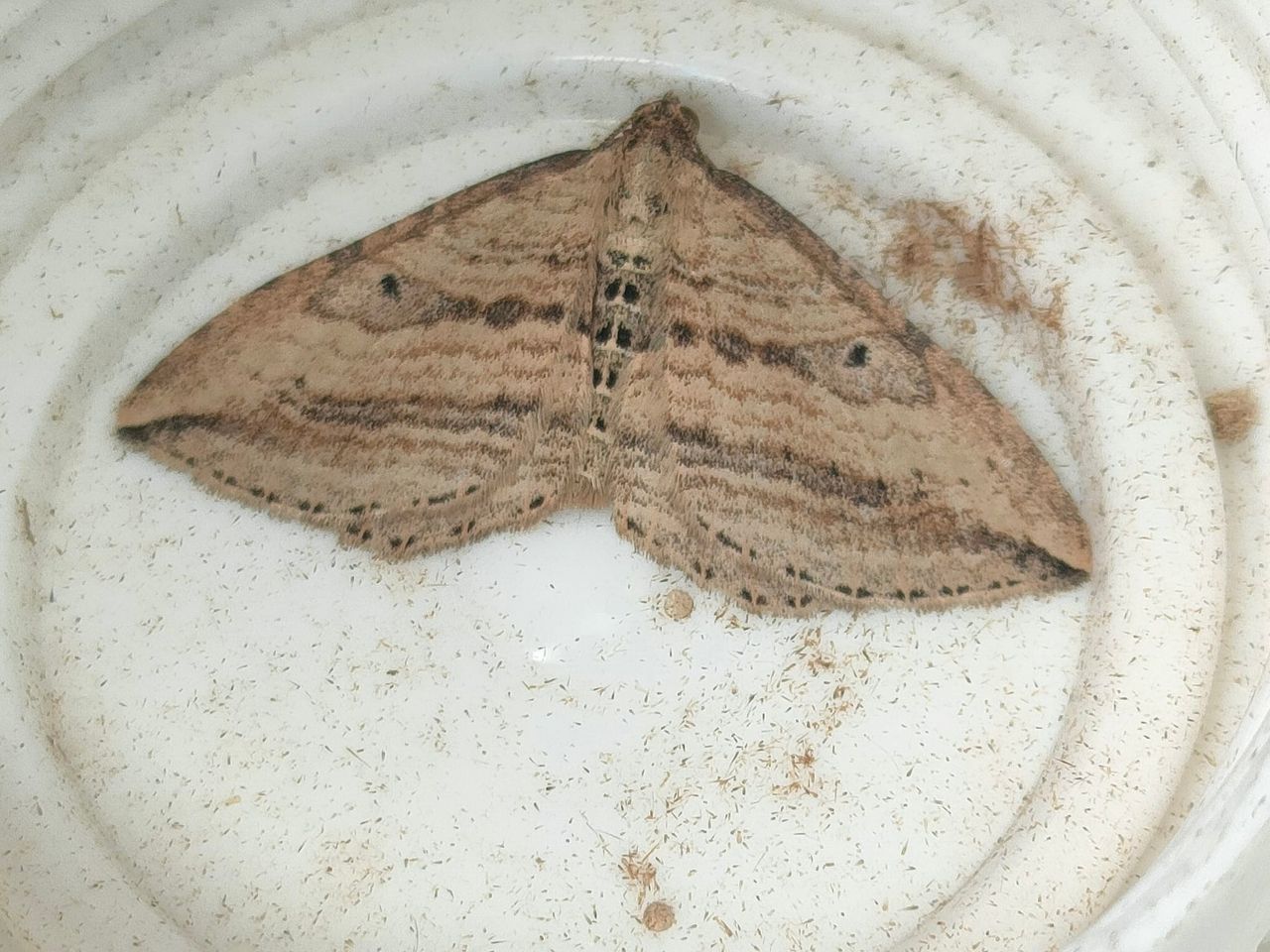 70.046 BF1719 - Oblique Carpet - Geometridae - Orthonama vittata