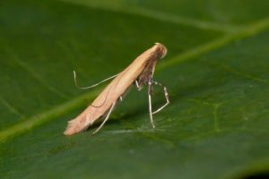 15.006 BF284 - Gracillariidae - Gracillariinae - Caloptilia rufipennella