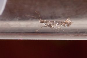 15.001 BF299 - Gracillariidae - Gracillariinae - Parectopa ononidis