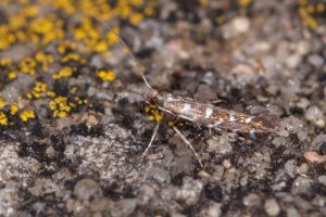 15.001 BF299 - Gracillariidae - Gracillariinae - Parectopa ononidis