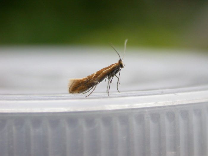 15.052 BF332 - Gracillariidae - Lithocolletinae - Phyllonorycter corylifoliella