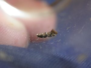 15.083 BF361 - Gracillariidae - Lithocolletinae - Phyllonorycter trifasciella