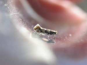 15.083 BF361 - Gracillariidae - Lithocolletinae - Phyllonorycter trifasciella