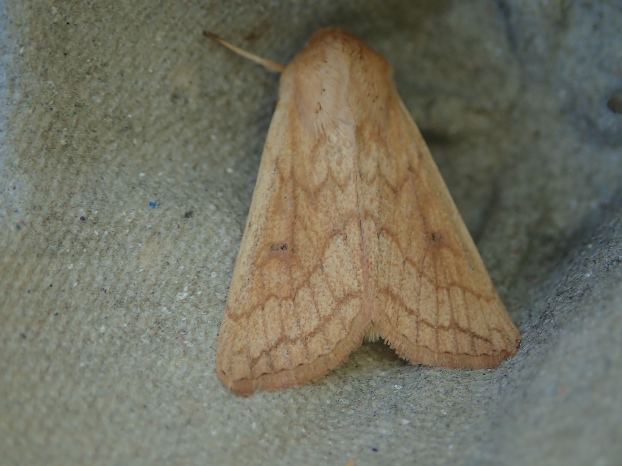 3.295 BF2195 - Noctuidae - Hadeninae - Delicate - Mythimna vitellina
