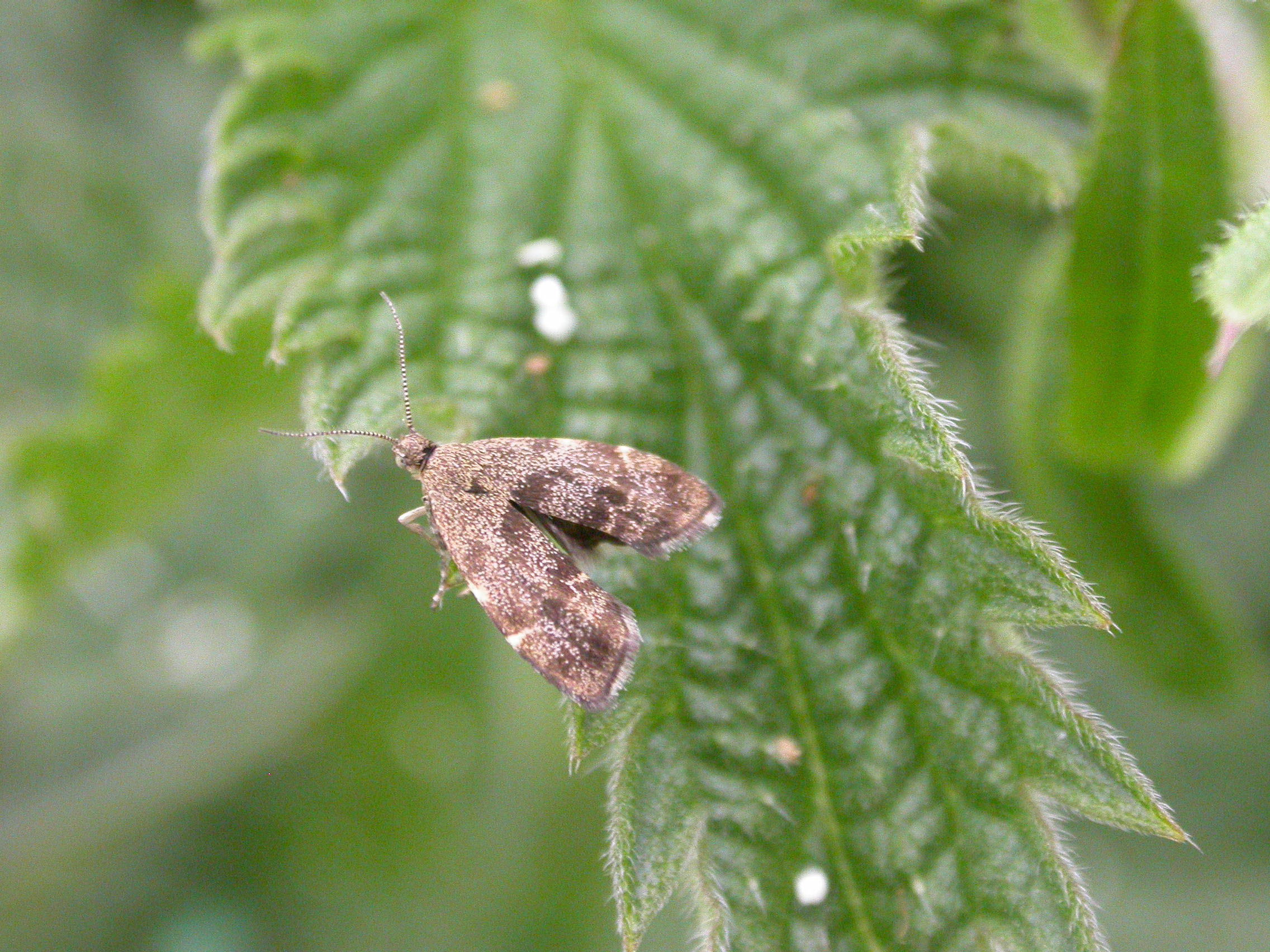 48.001 BF385 - Choreutidae - Choreutinae - Anthophila fabriciana