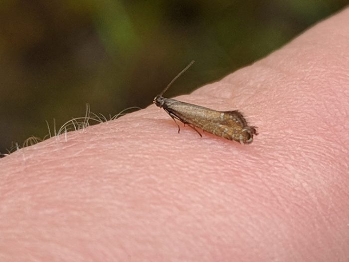 19.002 BF397 - Glyphipterigidae - Glyphipteriginae - Glyphipterix thrasonella