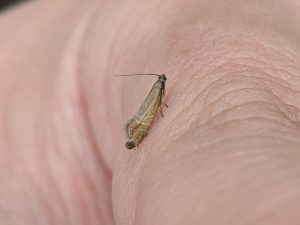 19.002 BF397 - Glyphipterigidae - Glyphipteriginae - Glyphipterix thrasonella