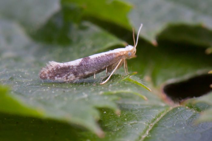 20.018 BF417 - Argyresthiidae - Argyresthia spinosella - Will Soar 30/5/2017 Kings Newton
