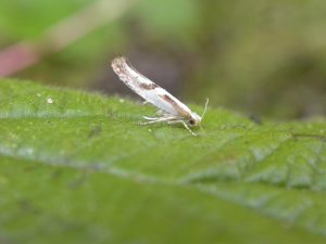 Argyresthia bonnetella - Hawthorn Tip Moth