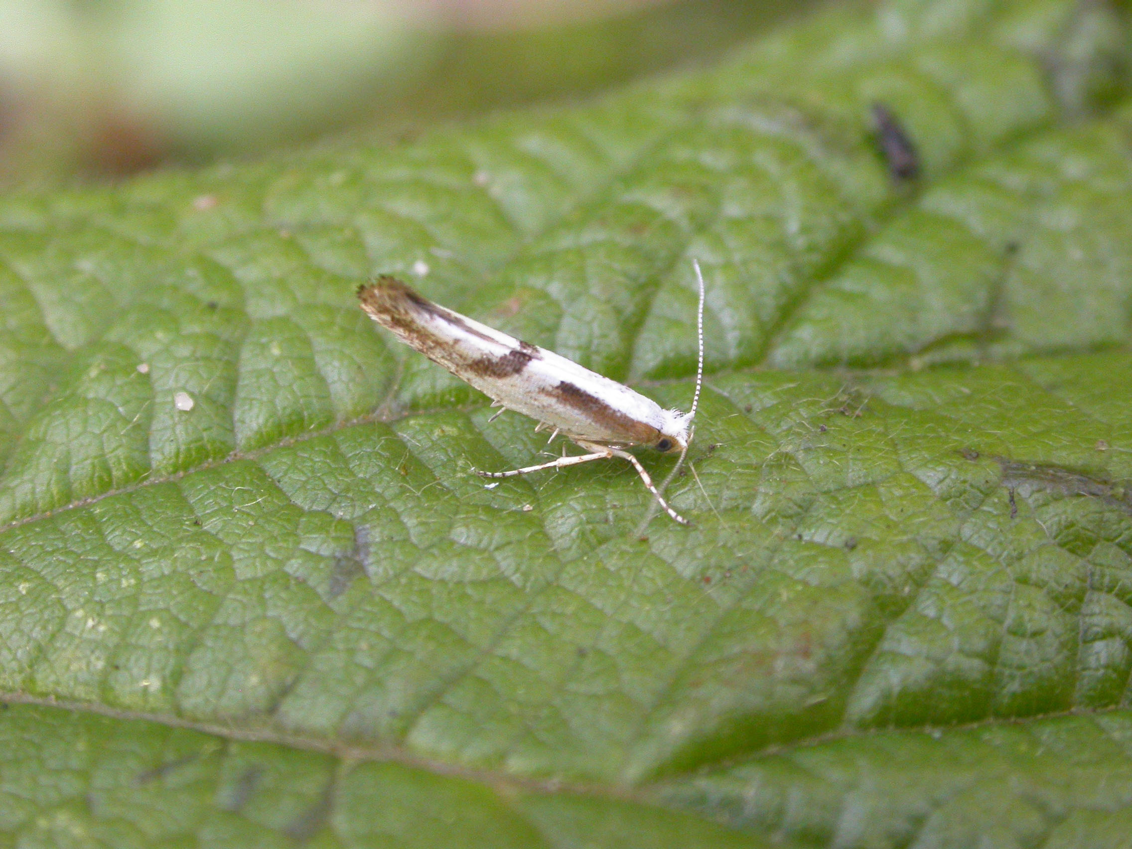 20.022 BF421 - Argyresthiidae - Argyresthia bonnetella
