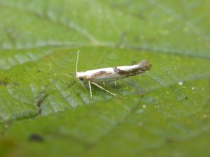 20.022 BF421 - Argyresthiidae - Argyresthia bonnetella