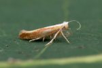 20.023 BF422 - Argyresthiidae - Argyresthia albistria