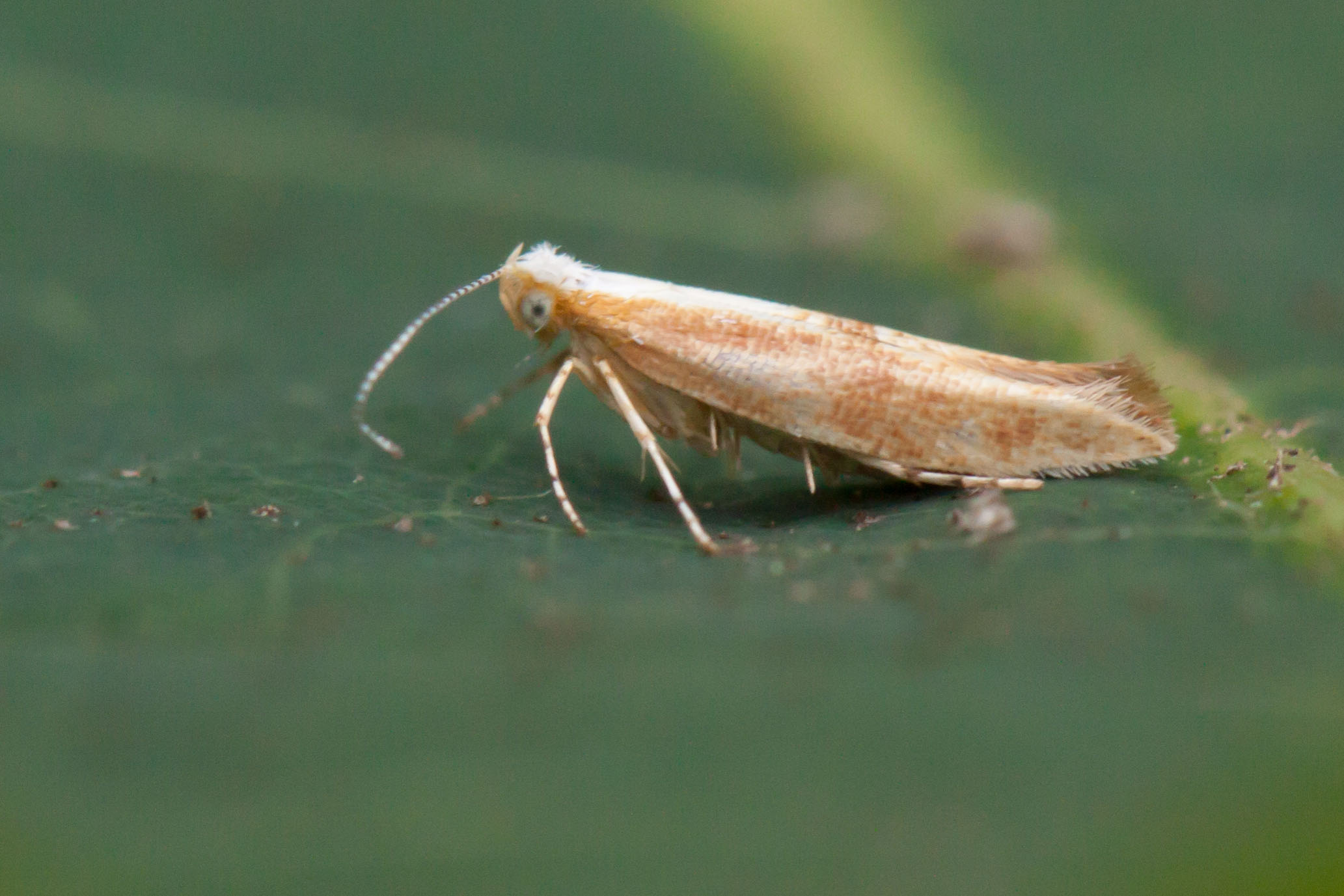 20.023 BF422 - Argyresthiidae - Argyresthia albistria