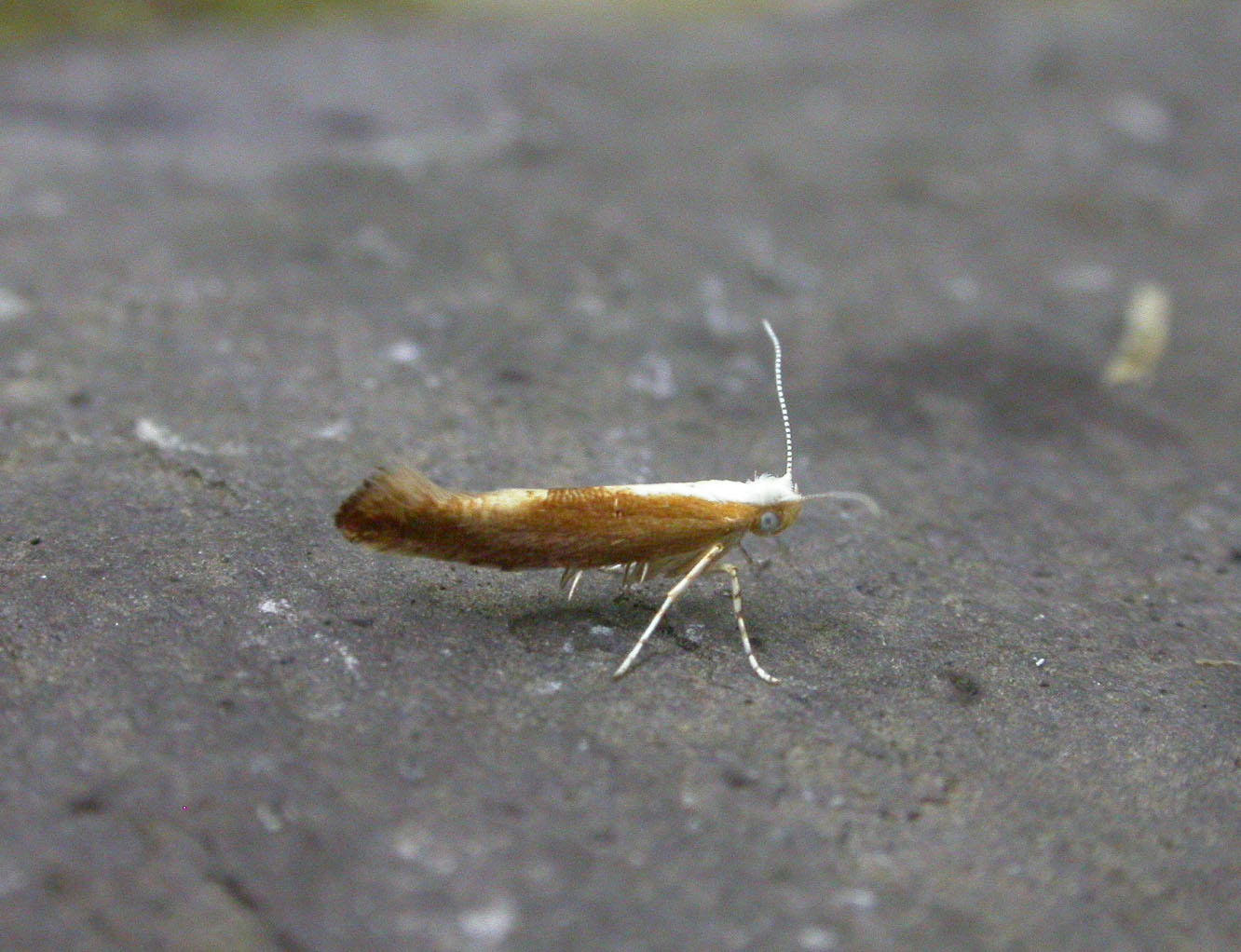 20.023 BF422 - Argyresthiidae - Argyresthia albistria