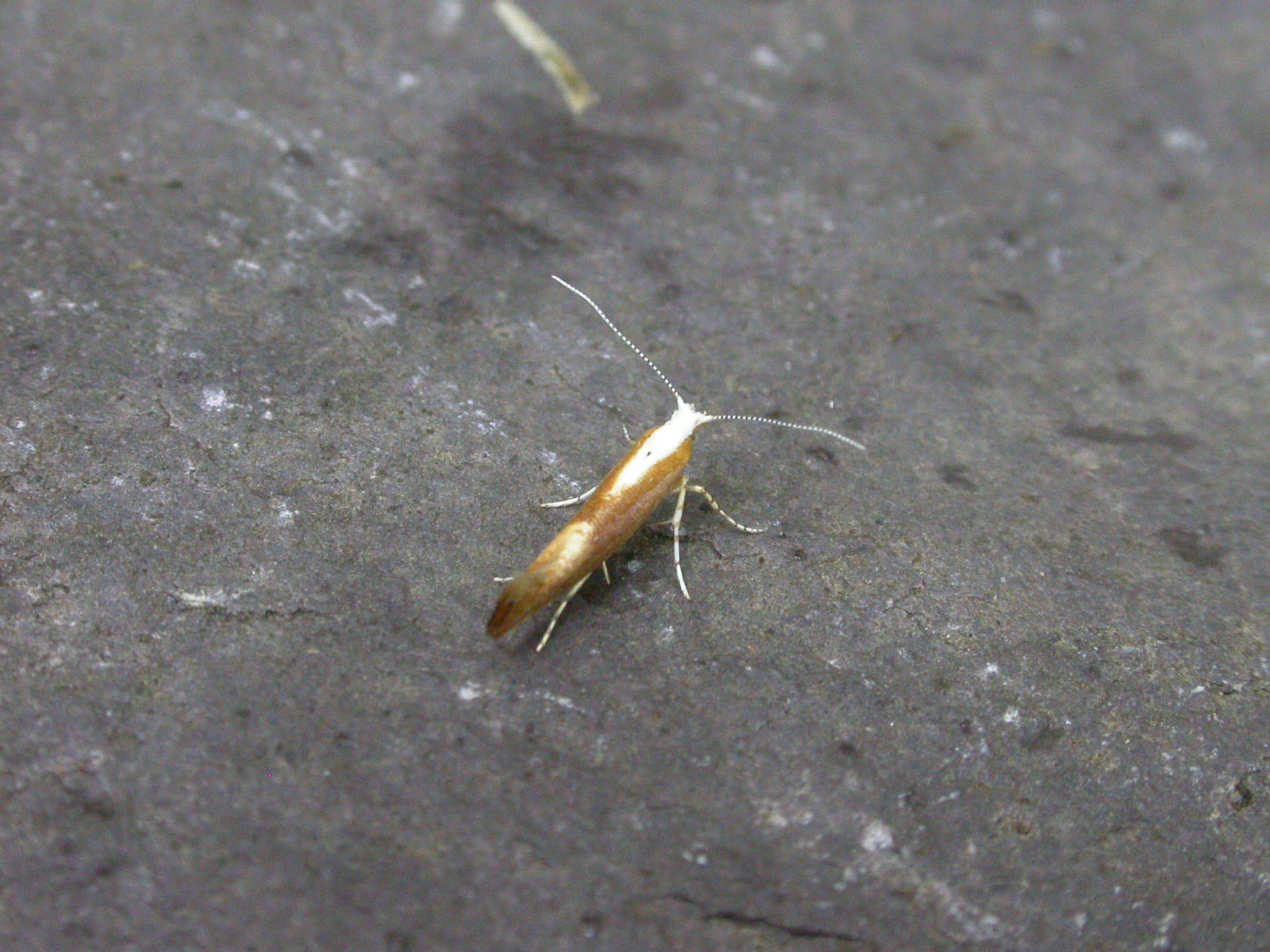 20.023 BF422 - Argyresthiidae - Argyresthia albistria