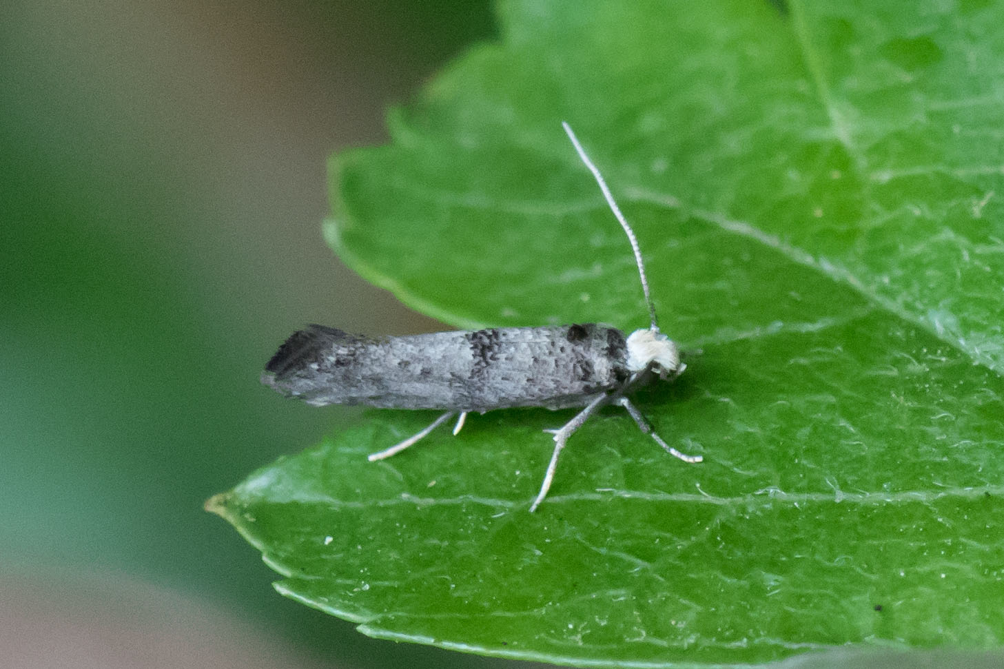 16.02 BF441 - Yponomeutidae - Yponomeutinae - Paraswammerdamia nebulella