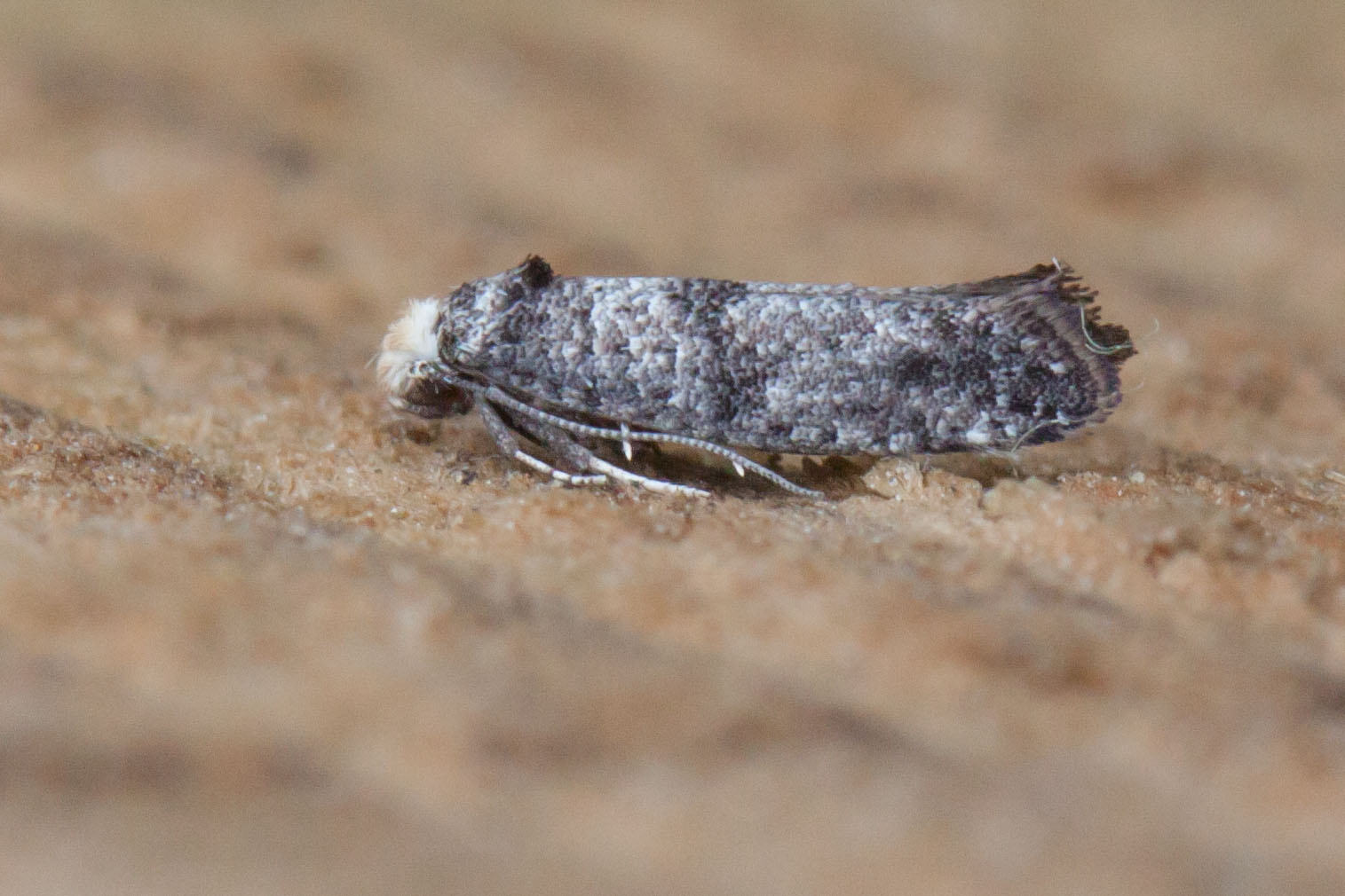 16.02 BF441 - Yponomeutidae - Yponomeutinae - Paraswammerdamia nebulella