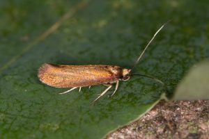 13.002 BF447 - Roeslerstammiidae - Roeslerstammia erxlebella