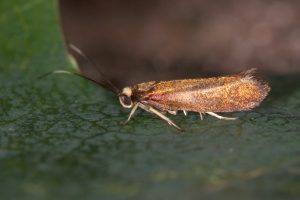 13.002 BF447 - Roeslerstammiidae - Roeslerstammia erxlebella