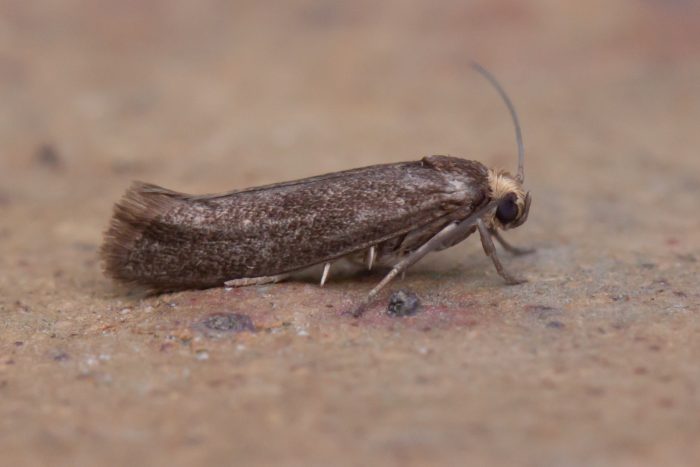 Prays ruficeps - Cryptic Ash Bud Moth