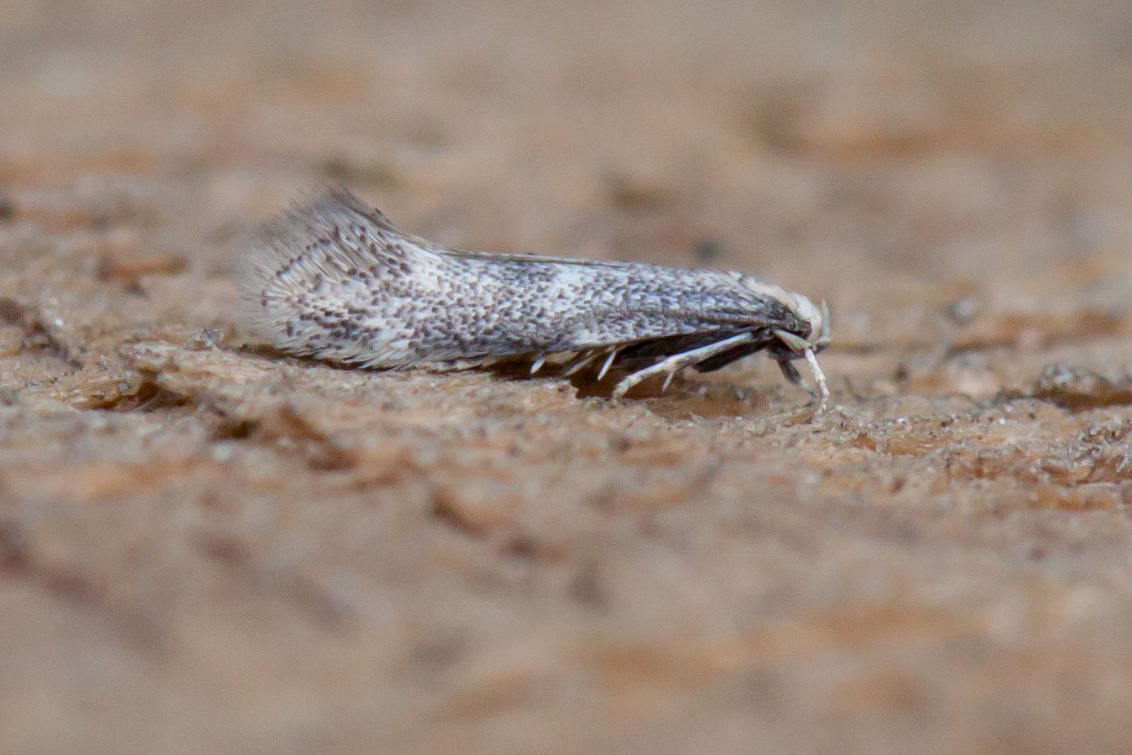 38.037 BF607 - Elachistidae - Elachista canapennella