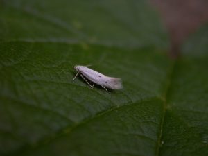 38.005 BF611Elachista triatomeaTriple-spotted Grass-miner