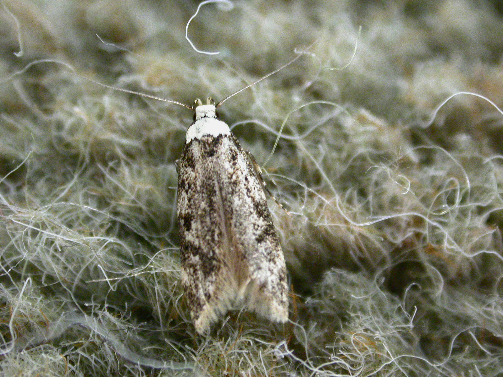 28.009 BF648 - Oecophoridae - Oecophorinae - Endrosis sarcitrella