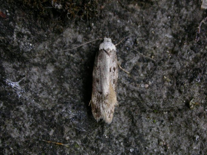 28.009 BF648 - Oecophoridae - Oecophorinae - Endrosis sarcitrella