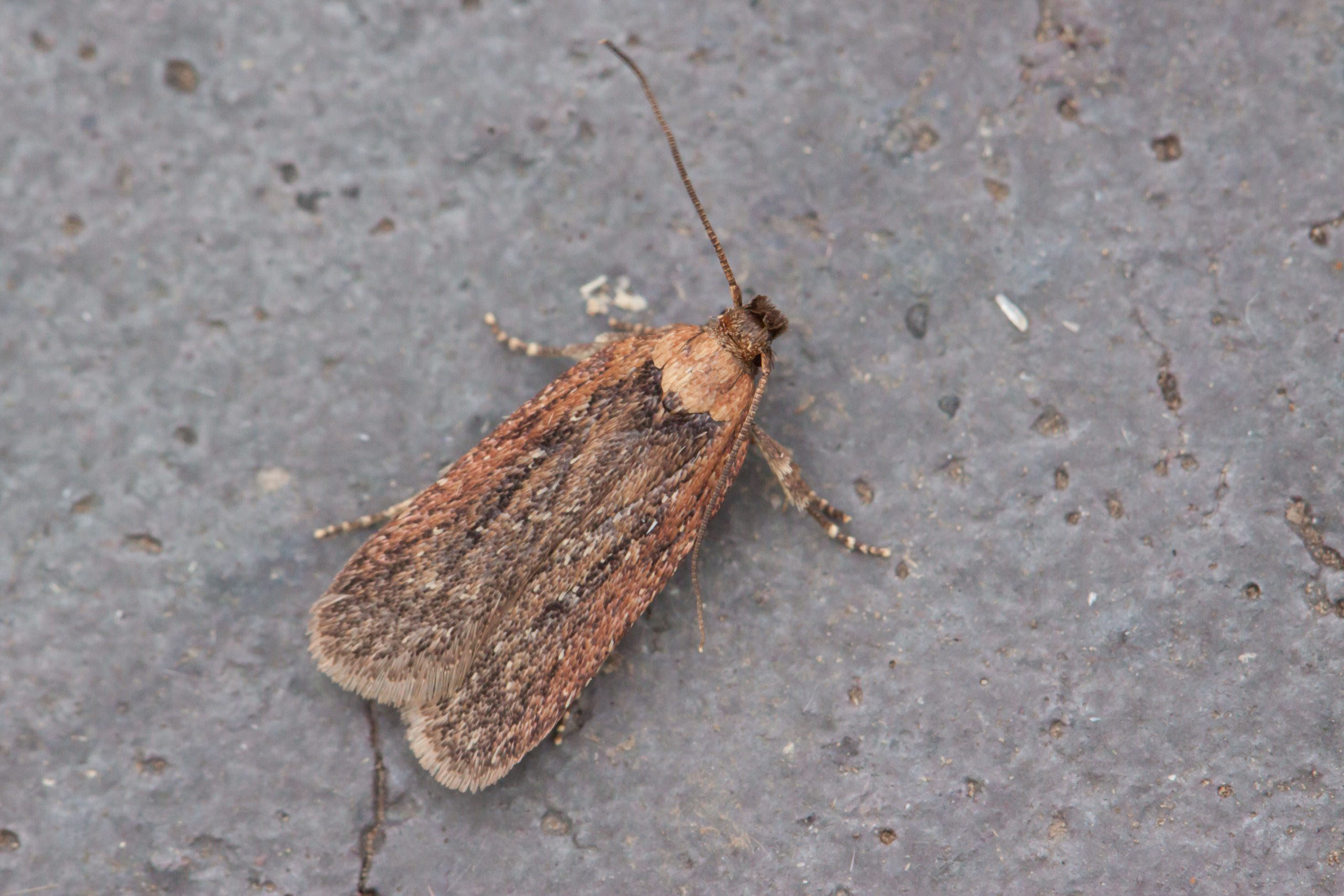 32.037 BF673 - Depressariidae - Depressarinae - Depressaria pimpinellae