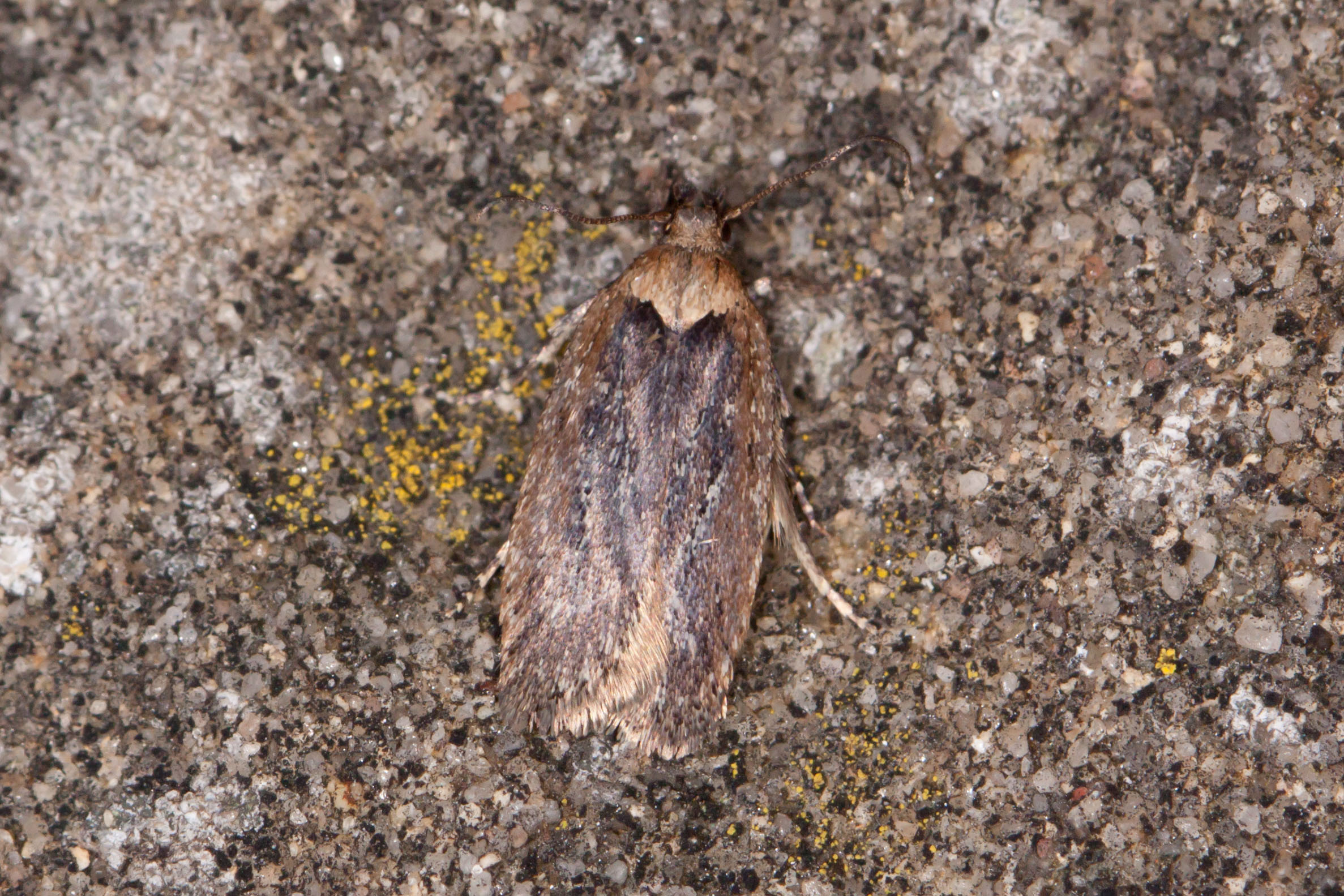 32.037 BF673 - Depressariidae - Depressarinae - Depressaria pimpinellae