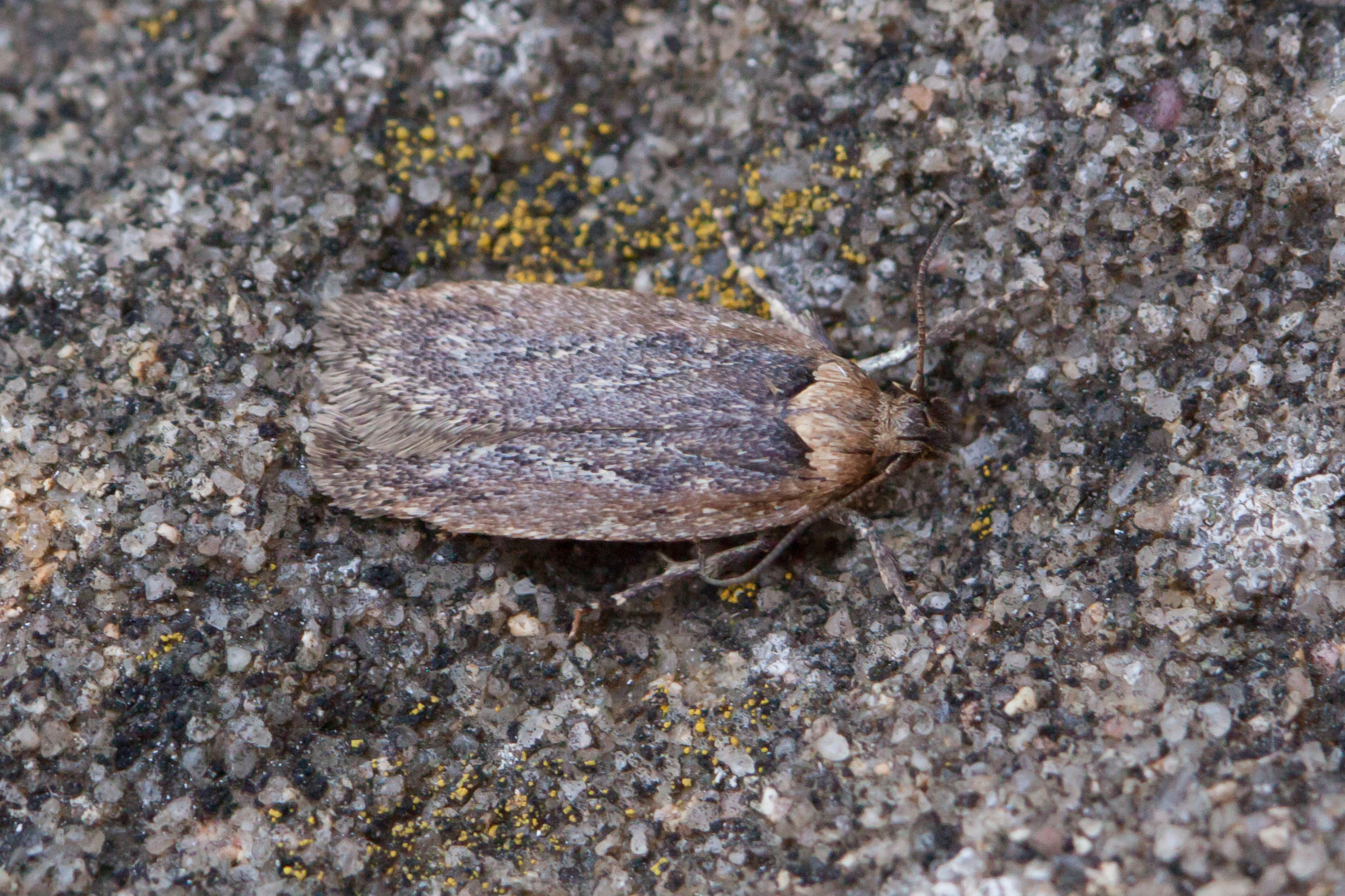 32.037 BF673 - Depressariidae - Depressarinae - Depressaria pimpinellae