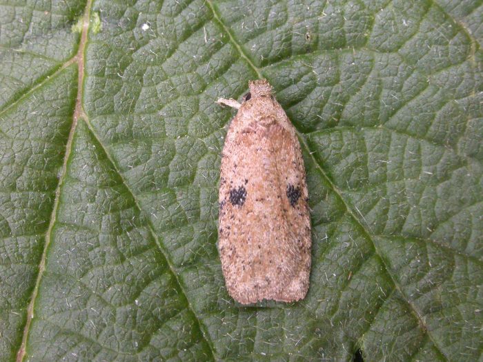 32.016 BF692 - Depressariidae - Depressariinae - Agonopterix propinquella