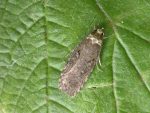 32.01 BF710 - Depressariidae - Depressariinae - Agonopterix conterminella