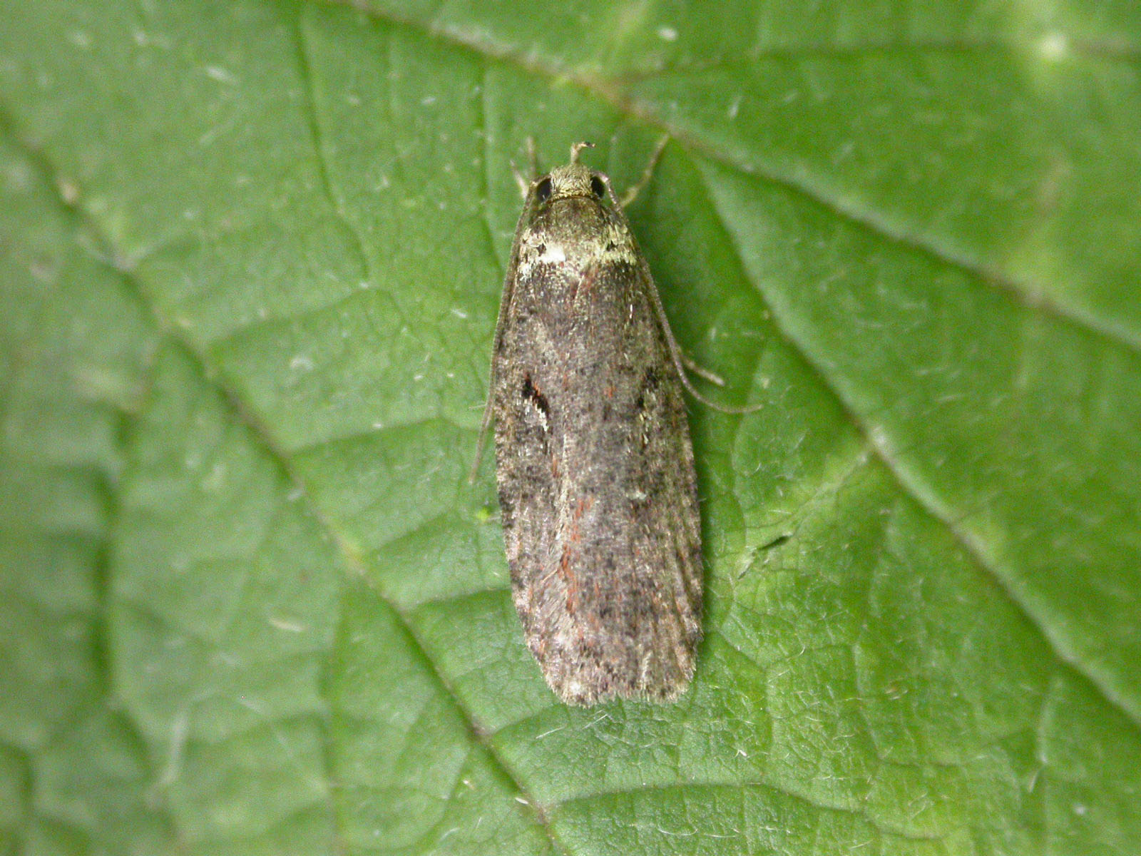 32.01 BF710 - Depressariidae - Depressariinae - Agonopterix conterminella