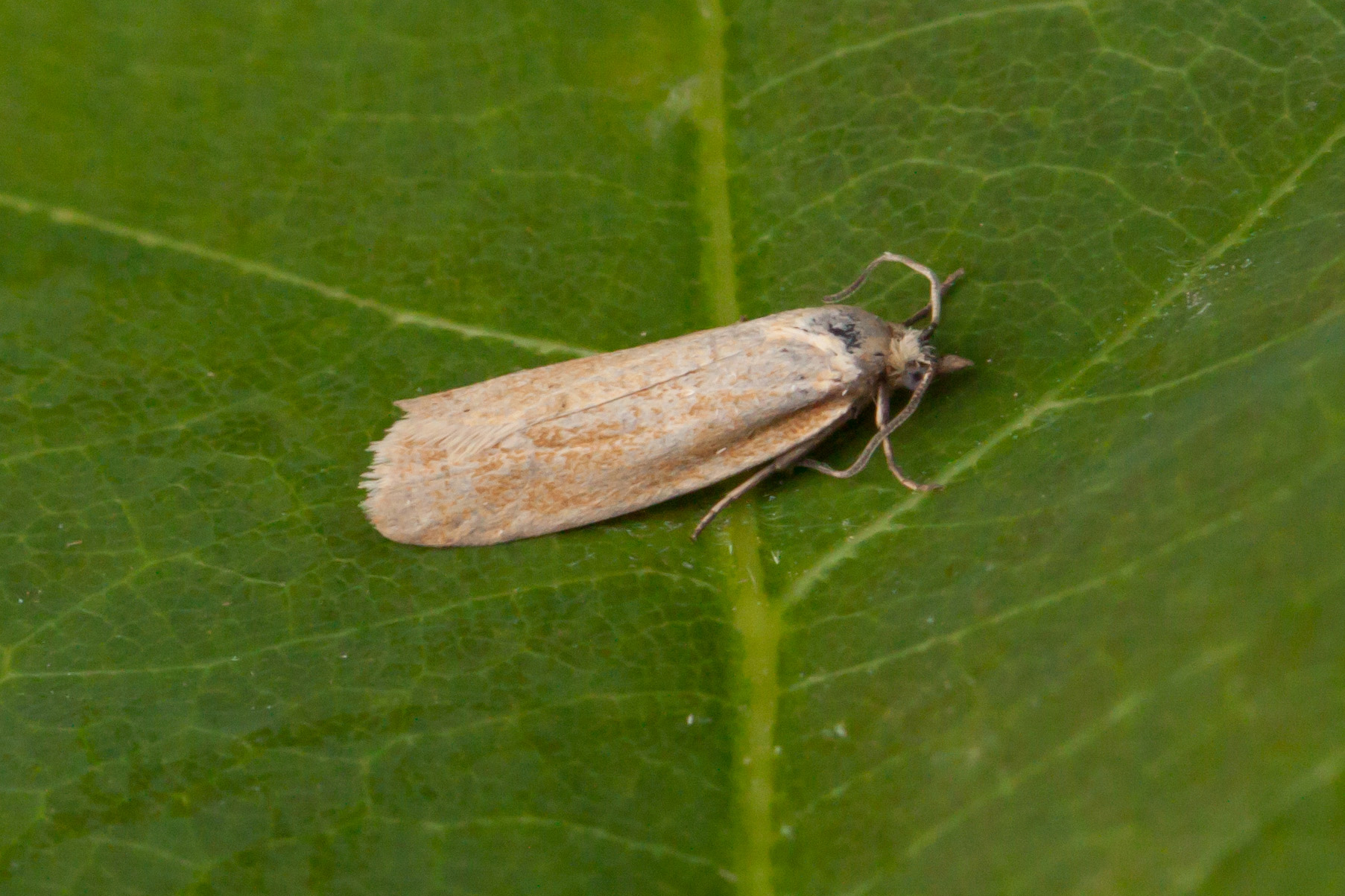 49.057 BF1016 - Tortricidae - Tortricinae - Cnephasia longana