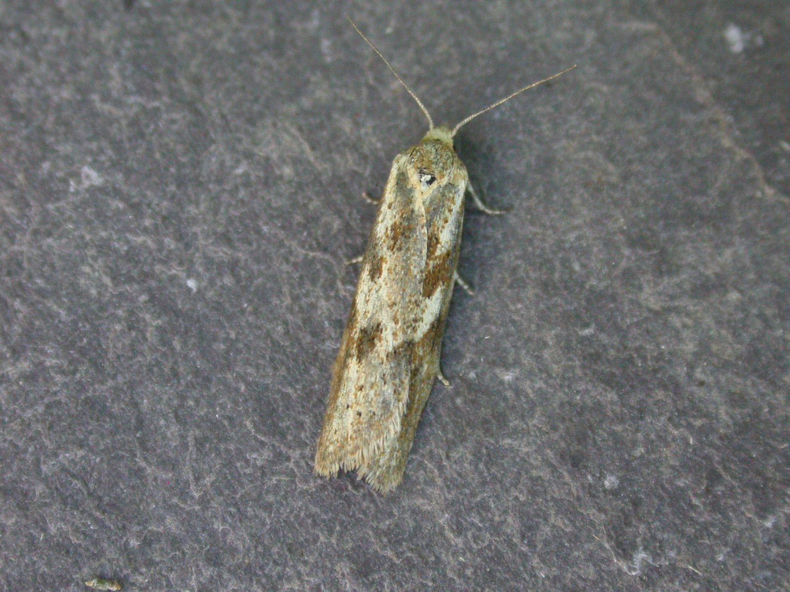 49.057 BF1016 - Tortricidae - Tortricinae - Cnephasia longana