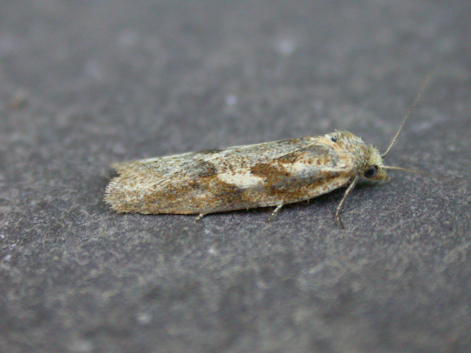 49.057 BF1016 - Tortricidae - Tortricinae - Cnephasia longana