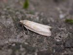 49.057 BF1016 – Buff Grey Tortrix (Cnephasia longana)