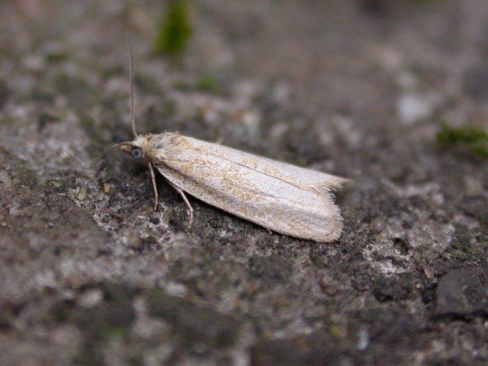 49.057 BF1016 - Tortricidae - Tortricinae - Cnephasia longana