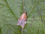 49.061 BF1037 – White-marked Tortrix (Acleris holmiana)