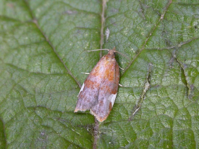 49.061 BF1037 - Tortricidae - Tortricinae - Acleris holmiana