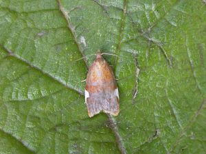 49.061 BF1037 - Tortricidae - Tortricinae - Acleris holmiana