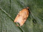 49.07 BF1042 – Rhomboid Tortrix (Acleris rhombana)