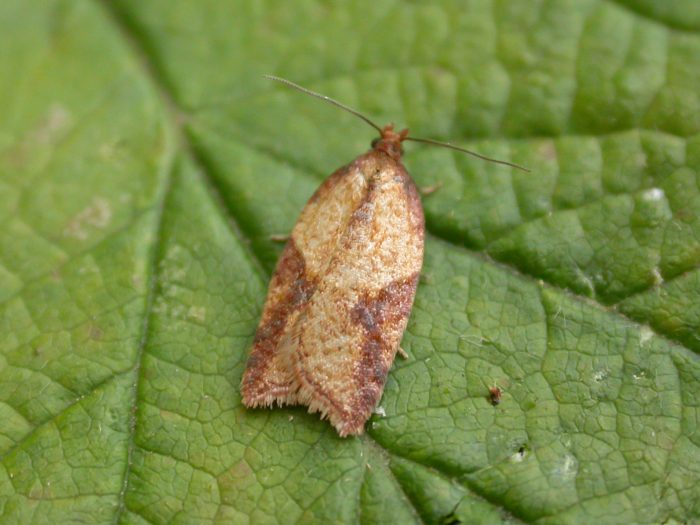 Acleris aspersana - 2nd August 2008 - Kings Newton - Tony Davison