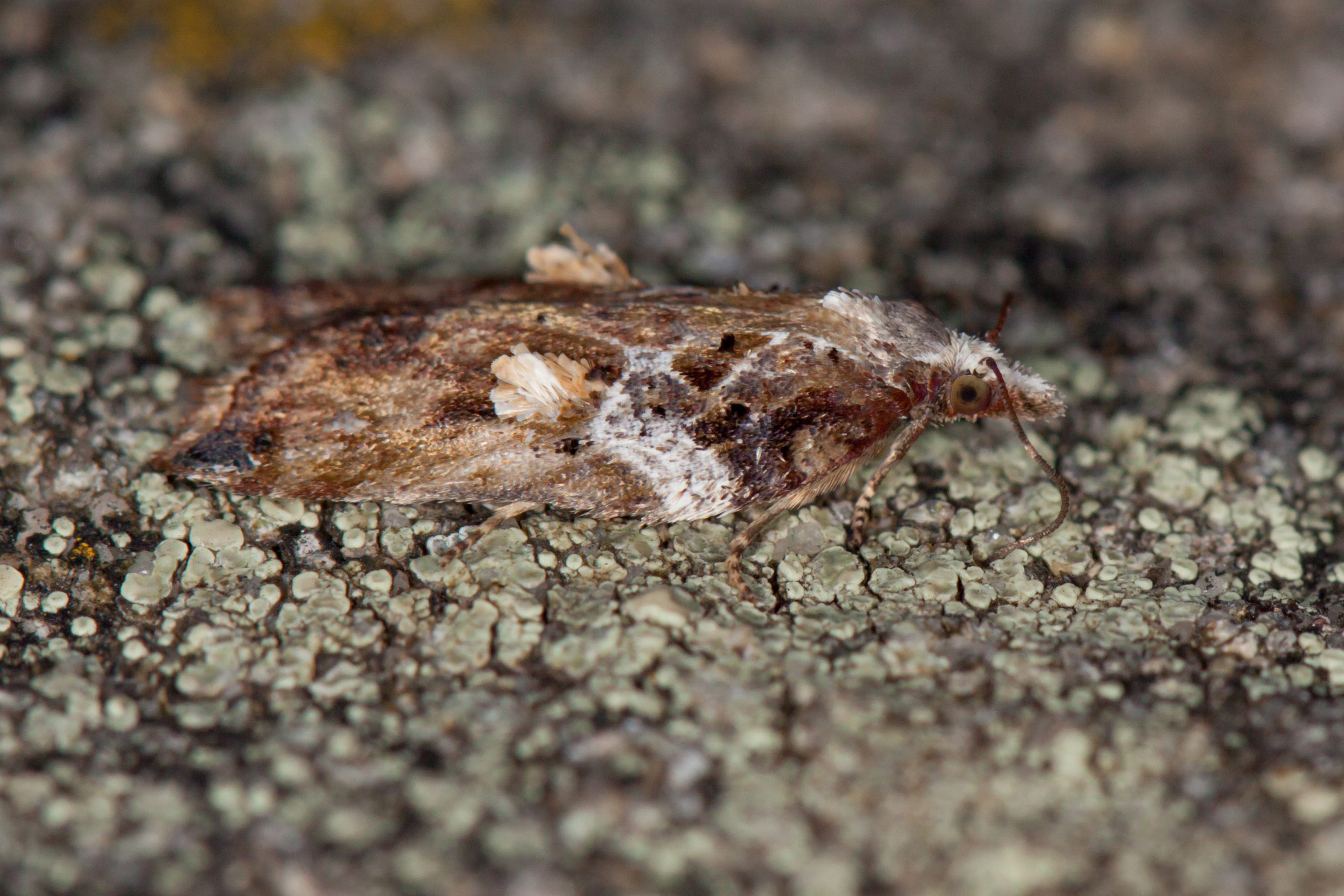 9.076 BF1054 - Tortricidae - Tortricinae - Acleris cristana
