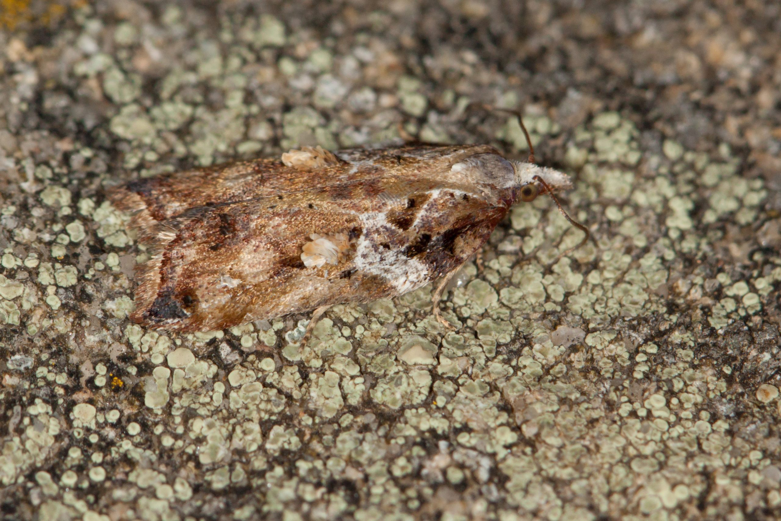9.076 BF1054 - Tortricidae - Tortricinae - Acleris cristana