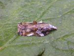 49.076 BF1054 – Tufted Tortrix (Acleris cristana)