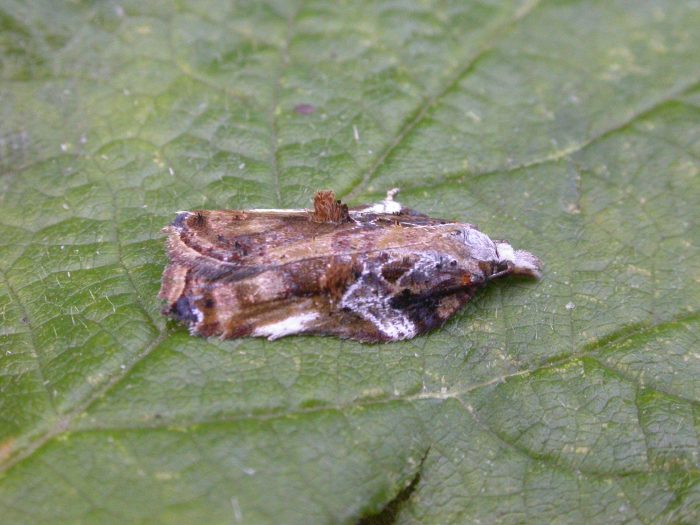 9.076 BF1054 - Tortricidae - Tortricinae - Acleris cristana